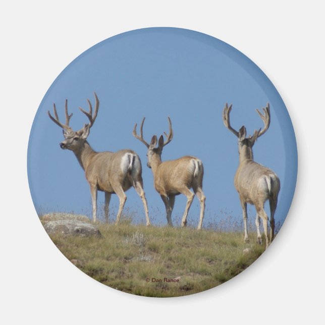 Imã D9 Mule Deer Bucks em Velvet (Frente)