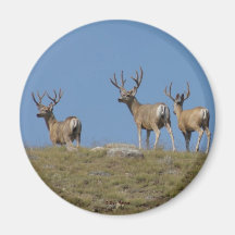 D9 Mule Deer Bucks em Velvet
