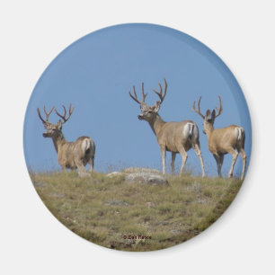 Imã D9 Mule Deer Bucks em Velvet
