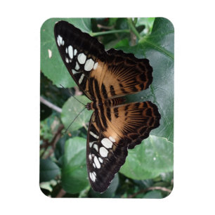 Ímã da borboleta