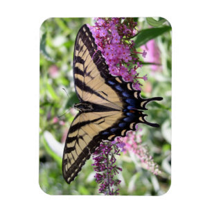 Ímã da borboleta de Swallowtail