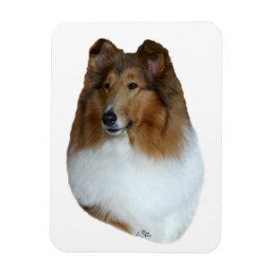Ímã da cabeça do Collie do Sable e do branco