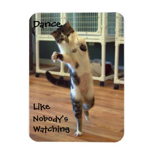 Ímã da dança do gato