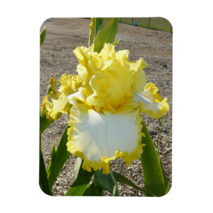 ÍMÃ DA FLOR DA ÍRIS
