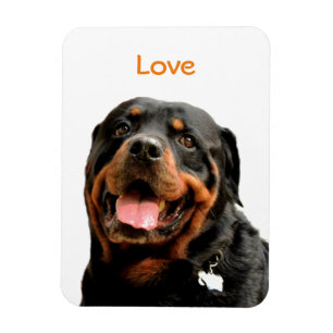 Ímã da foto de Rottweiler