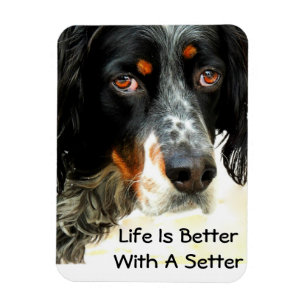 Ímã da foto do amor do setter
