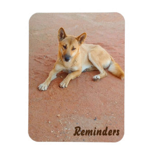 Ímã da foto do Dingo