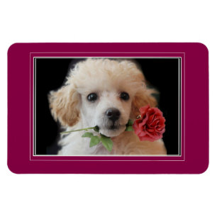 Ímã da foto do filhote de cachorro 4x6 da canich