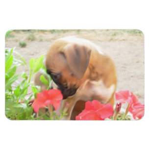 Ímã da foto do filhote de cachorro 4x6 do