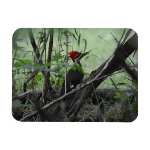 Ímã da foto do pica-pau de Pileated
