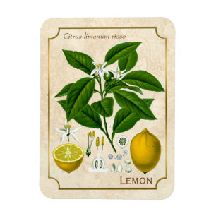 Ímã Da fruta erval do limão da planta do vintage arte