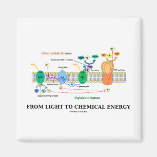 Imã Da luz à energia química (fotossíntese)