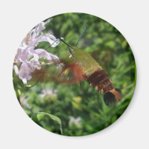 Imã Da traça clara da asa do colibri artigos de