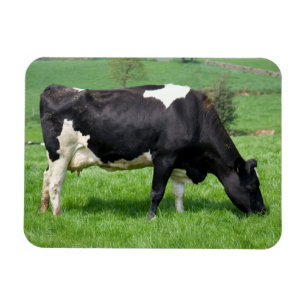 Ímã da vaca de Holstein