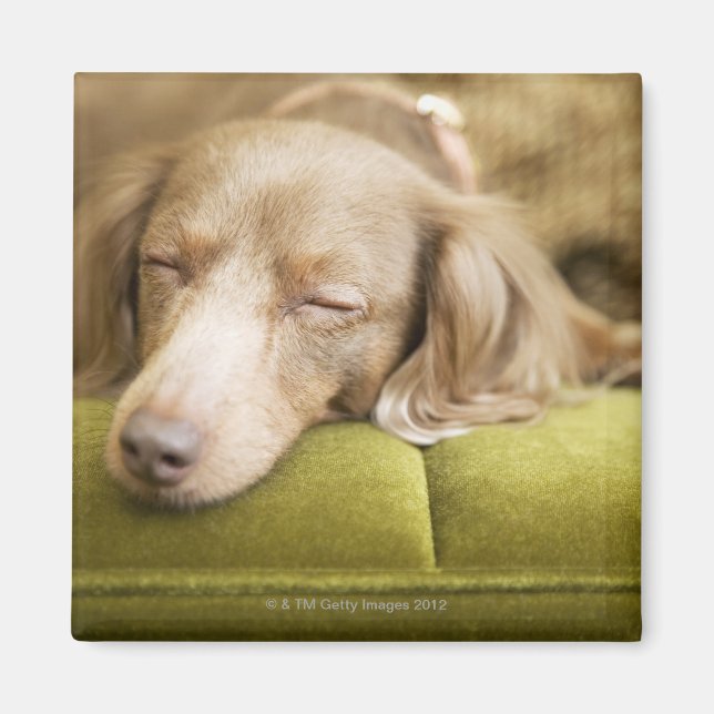 Imã Dachshund (Frente)