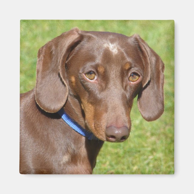 Imã Dachshund (Frente)