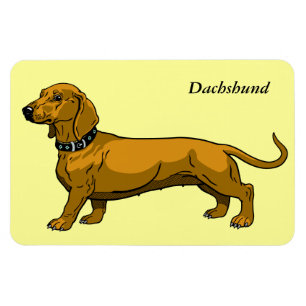 Ímã dachshund