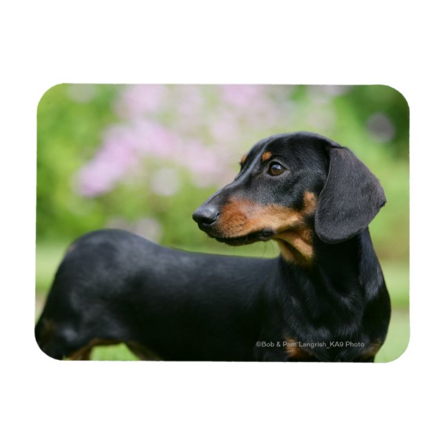 Ímã Dachshund 2 para Mídia Negra (Horizontal)