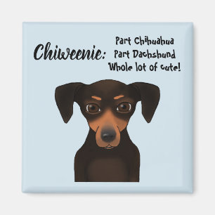 Imã Dachshund bonito da chihuahua da apreciação de