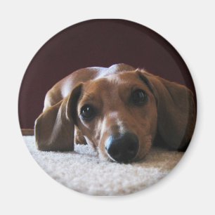 Imã Dachshund diminuto