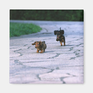 Imã Dachshund diminuto 3