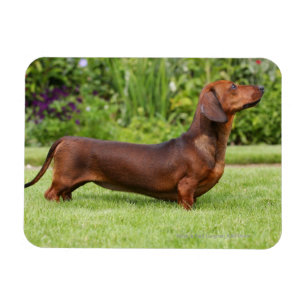 Ímã Dachshund diminuto Liso-de cabelo