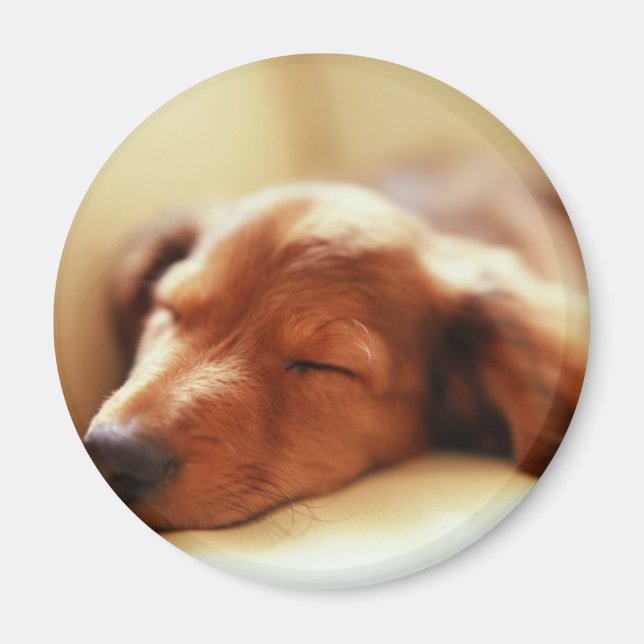 Imã Dachshund dormindo (Frente)