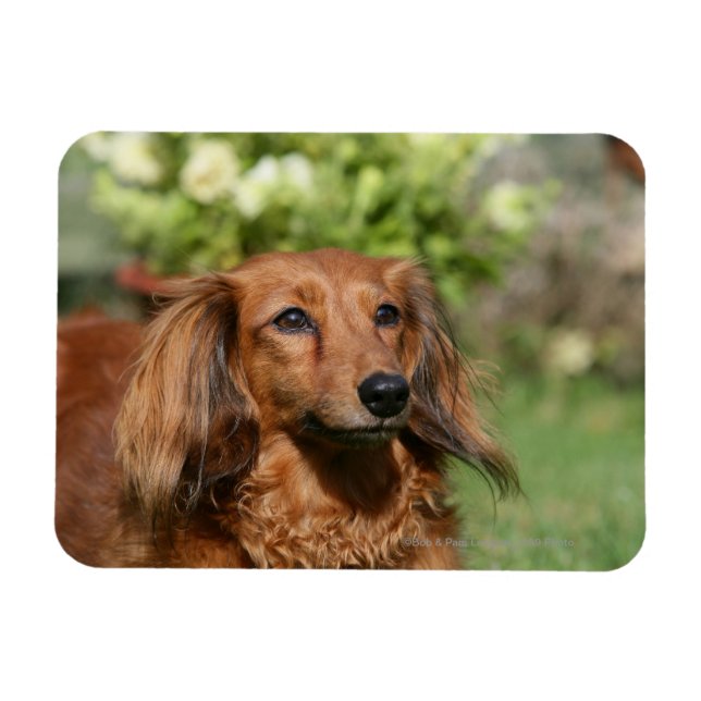 Ímã Dachshund, Miniatura Vermelha de Cabelo Longo (Horizontal)