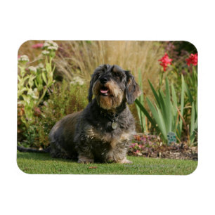 Ímã Dachshund Padrão de Cabelo Fio