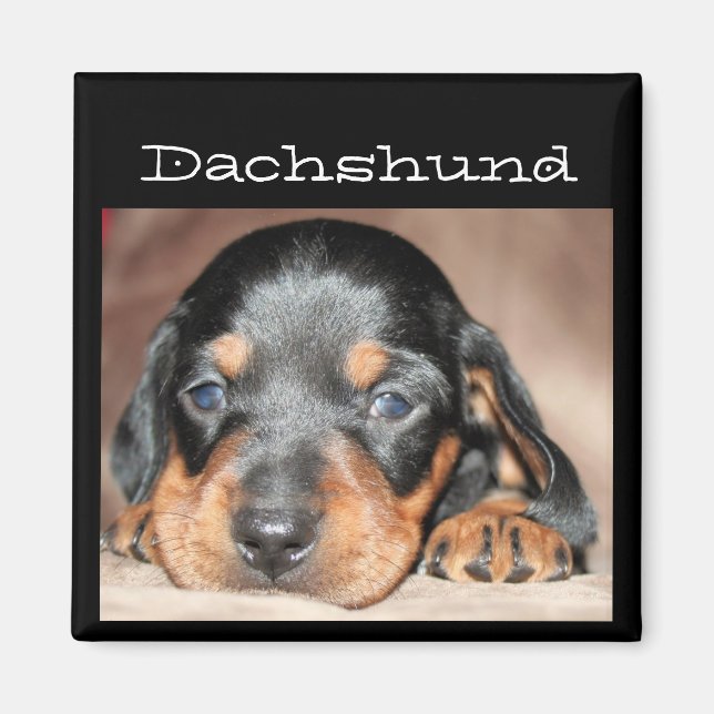 Imã Dachshund Puppy (Frente)
