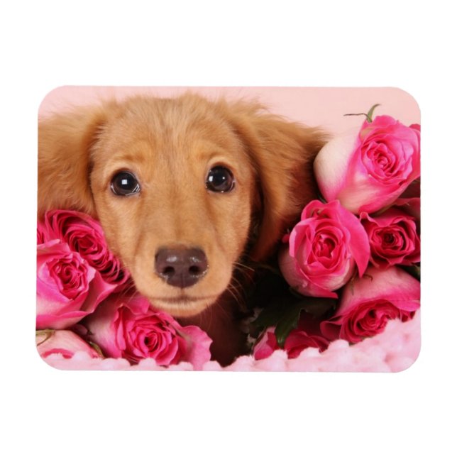 Ímã Dachshund Puppy arredondado por Rosas (Horizontal)