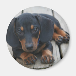 Imã Dachshund Puppy Black