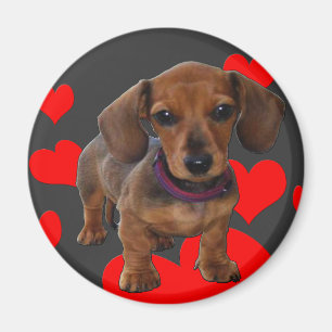 Imã DACHSHUND Puppy com Corações