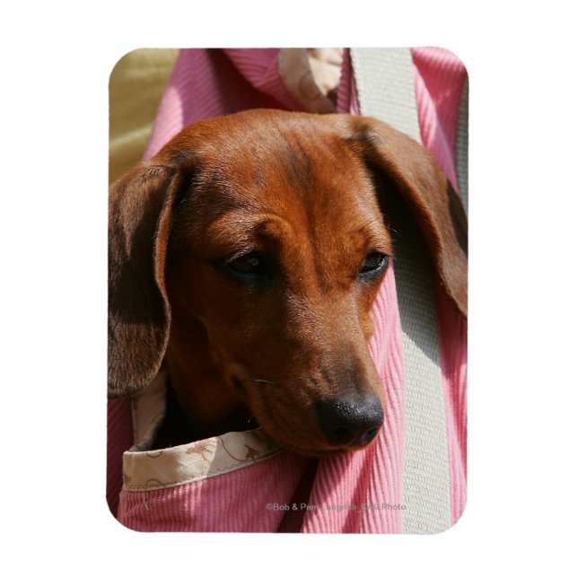 Ímã Dachshund Puppy, Miniatura De Cabelo Suave (Vertical)