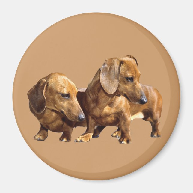 Imã Dachshund Smoothies Magnet (Frente)