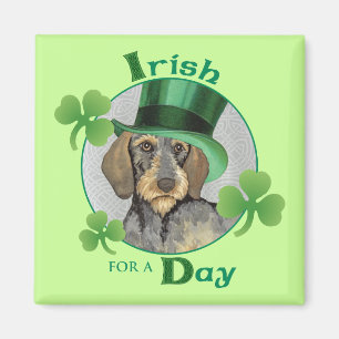 Imã Dachshund Wirehaired do dia de St Patrick