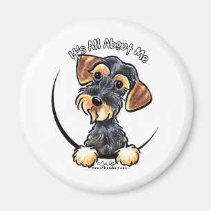 Imã Dachshund Wirehaired do javali seu toda
