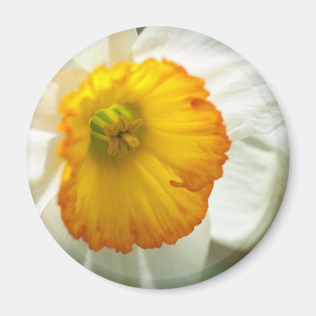 Imã Daffodil (Frente)