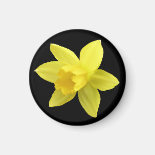Imã Daffodil Amarelo em Preto