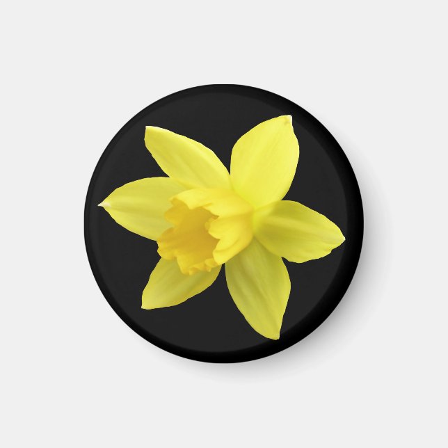 Imã Daffodil Amarelo em Preto (Frente)