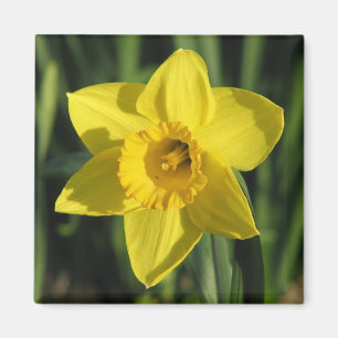 Imã Daffodil bonito