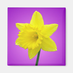 Imã Daffodil de Galês - III