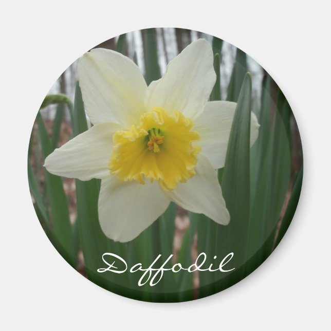 Imã Daffodil Fridge (Frente)