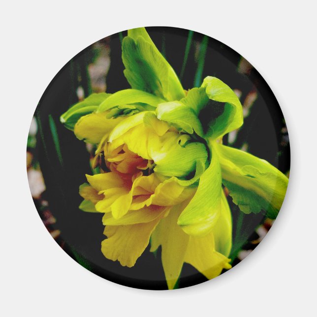 Imã Daffodil Magnet (Frente)