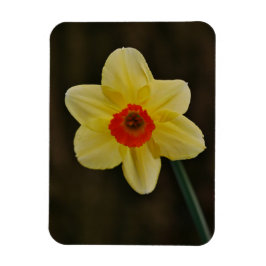 Ímã Daffodil Magnet