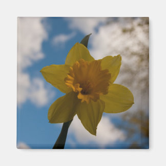 Imã Daffodil na primavera