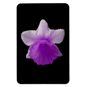 Ímã Daffodil Purple Magnet