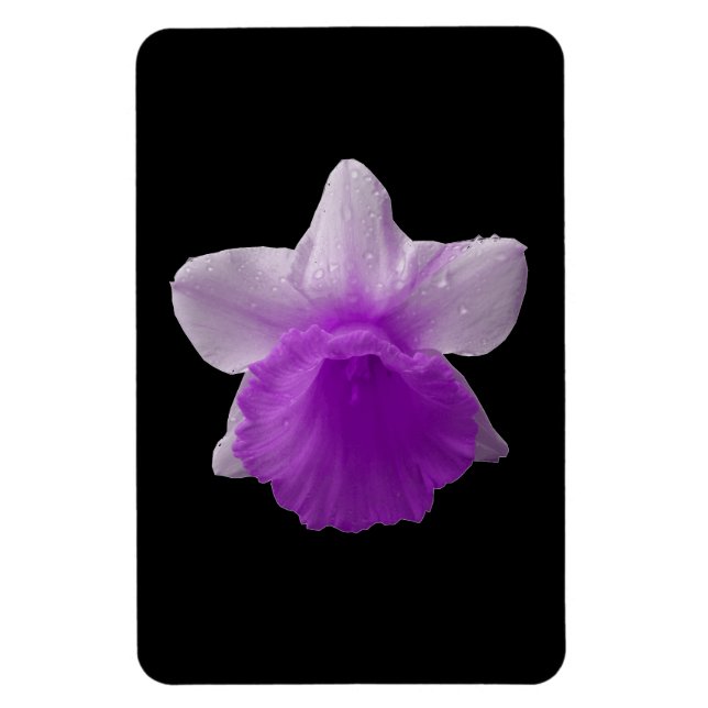 Ímã Daffodil Purple Magnet (Vertical)