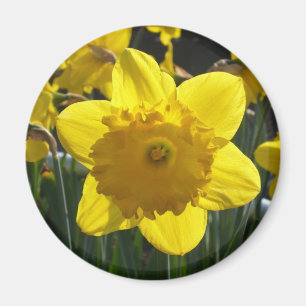 Imã Daffodil Sunlit