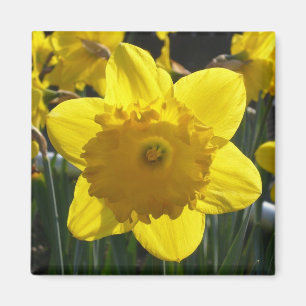 Imã Daffodil Sunlit